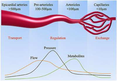 Assessment and Treatment for Coronary Microvascular Dysfunction by Contrast Enhanced Ultrasound